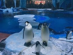 -上海海昌海洋公园