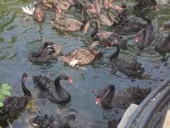 -长白岛森林公园