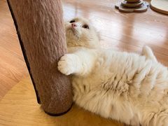 -MOYOYO猫咪咖啡店