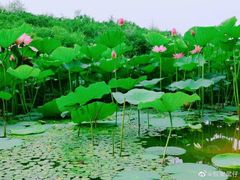 -丁香湖公园