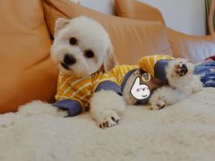 -瑞鹏宠物医院·超声·骨科·奇麟分院(蜀都万达店)