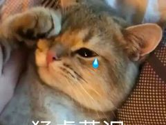 -攀枝花·任德琼·盐边羊肉米线