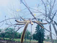 -天适樱花悠乐园