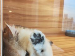 -猫十亿·布偶金渐层·曼基康矮脚猫舍(青年路店)