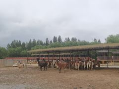 -鄂尔多斯野生动物园