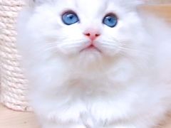 -十年猫舍·猫咪专门店(普陀店)