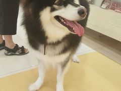 -神采飞扬宠物美容(香港路店)