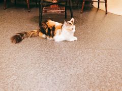 -猫色咖啡·猫咖