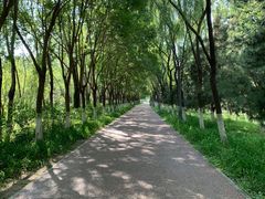 -大兴滨河森林公园