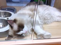 -屋虎猫馆(宝安大仟里店)
