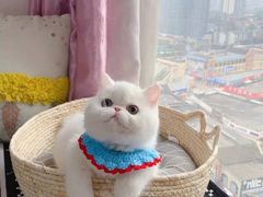 -欣宠猫屋·矮脚拿破仑·蓝金金渐层