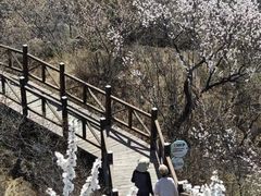 -大岭沟猕猴桃谷风景区