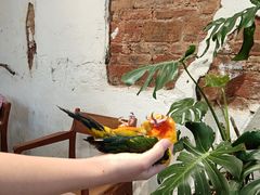 -深圳鸟咖鹦花岛