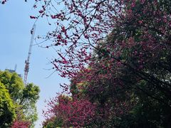 -杭州半山国家森林公园