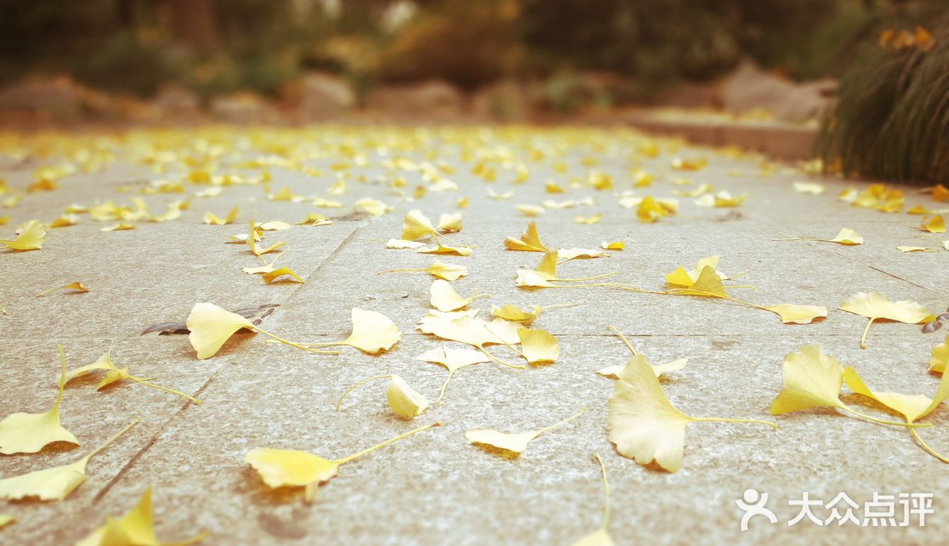 这次来上海住在长风公园附近，清早起来去散散步