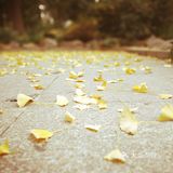 这次来上海住在长风公园附近，清早起来去散散步