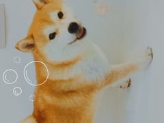 -南京Hallo宠物乐园·哈罗犬舍·柴犬繁育基地