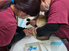 -纳吉亚猫专科动物医院博雅分院