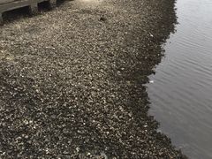 -台场海滨公园船码头