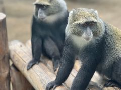 -北京野生动物园