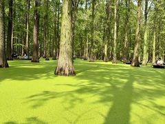 -渌洋湖湿地公园