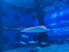 -北戴河圣蓝海洋公园