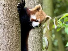 -都江堰中华大熊猫苑