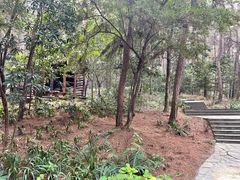 -铁山坪森林公园