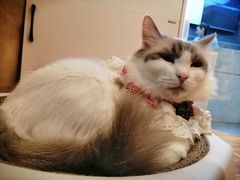 -啵啵喵·猫咖(攀华国际店)