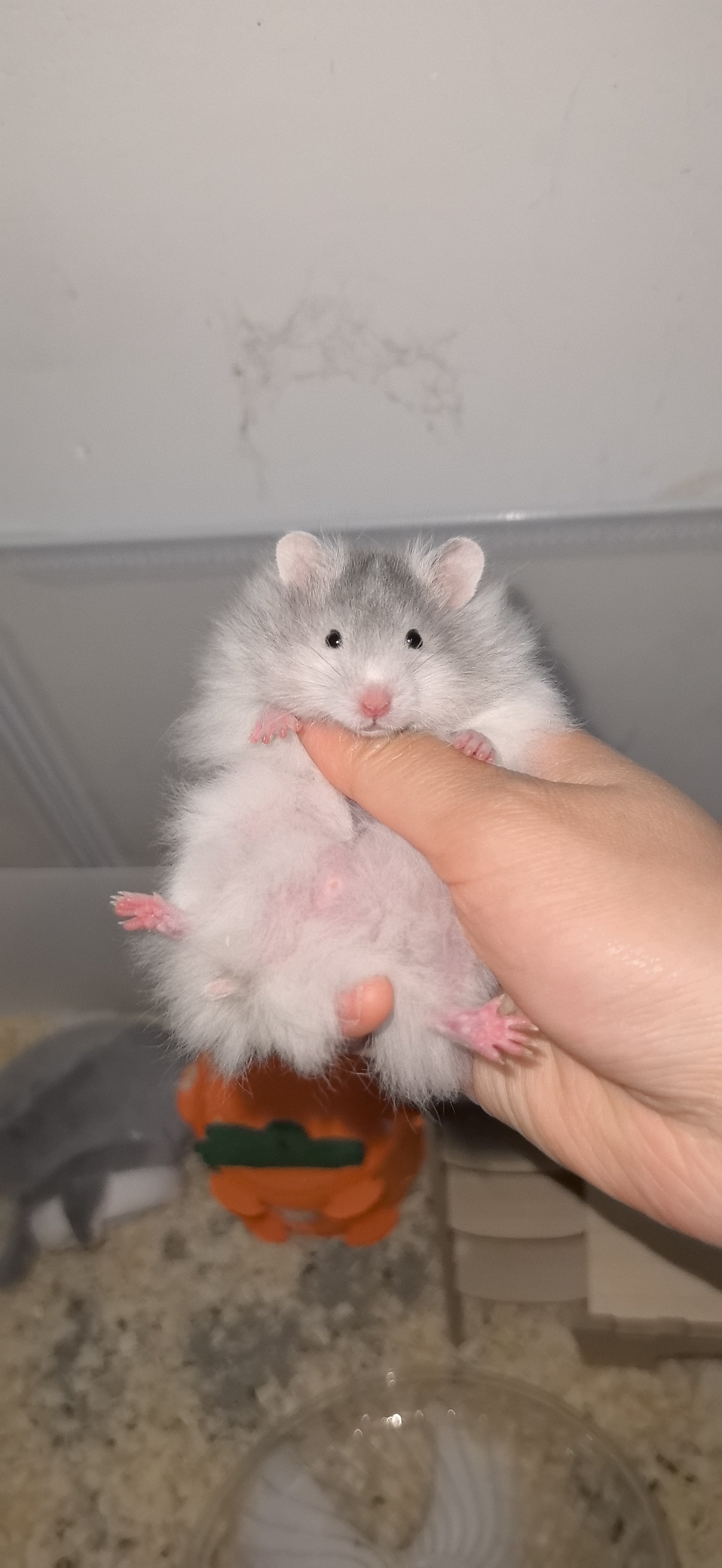 小仓鼠的憨态萌翻了