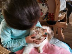 -more than meow吴止猫主题餐厅(承德 中船汇店)