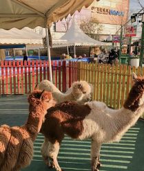 -萌宠亲子动物乐园(槐房万达店)