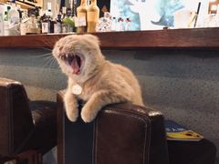 -咖法森林·咖啡  酒吧(天河店)