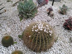 -三圣花乡旅游区