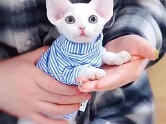 -十年猫舍·猫咪专门店(普陀店)