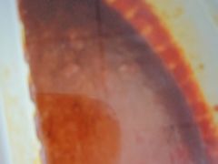 -COCO壱番屋(现代城店)