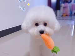 -宠匠·爱宠堡 PET CASTLE