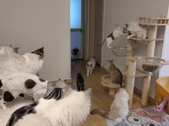 -有喵·猫咖·狗咖·30几只猫10只小狗(岗厦店)