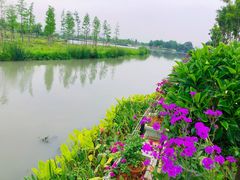 -三垟湿地
