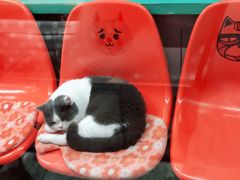 -猫咪博物馆(顶澳仔猫街店)