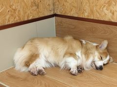 -和它·交个朋友·狗咖猫咖(爱琴海店)