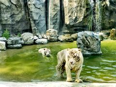 -北京野生动物园