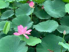 -大塘金香草谷