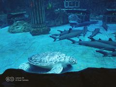 -芜湖新华联大白鲸海洋公园