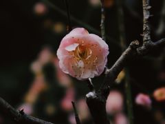 -杭州植物园