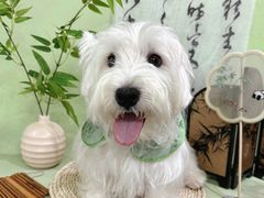 -精灵岛宠物生活馆(洪泽花园店)