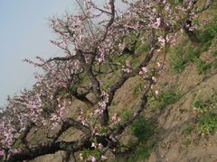 -南汇桃花村