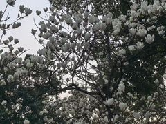 -重庆彩云湖湿地公园