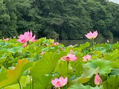 -金山公园