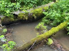 -五营红松林海景区